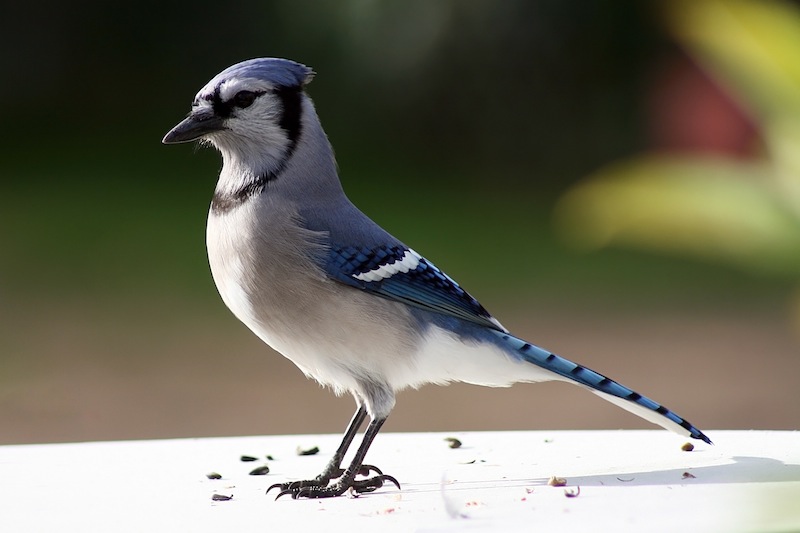Blue Jays are among some of North America's most famous backyard birds. If you're an experienced birdwatcher or simply interested in the beautiful songbirds that are often seen within your yard, you'll find this article fascinating and instructive. Continue reading to discover 22 fascinating Facts About Blue Jays!