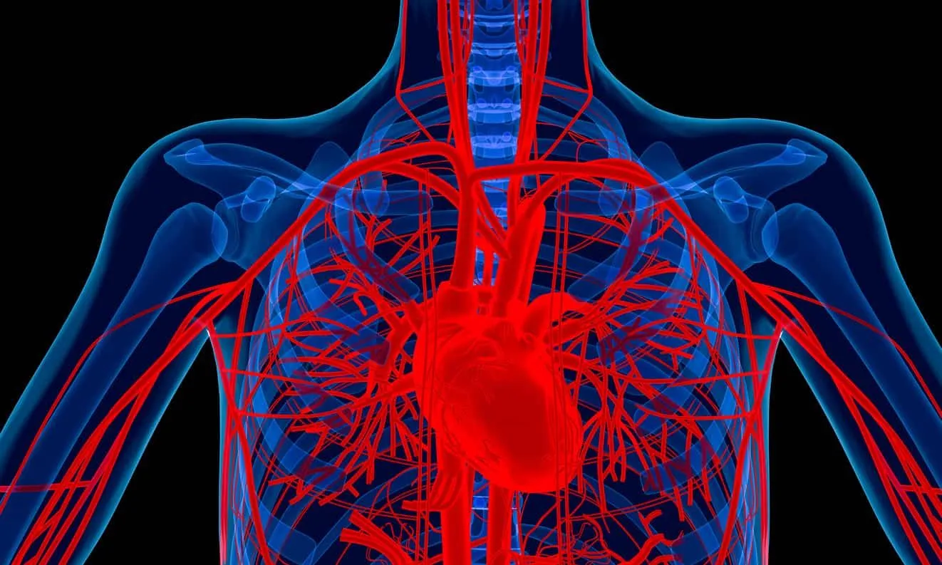 Facts About Circulatory System