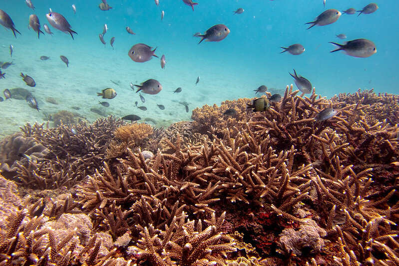 Facts About Coral Reefs