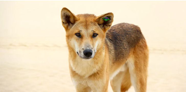 Facts About Dingoes