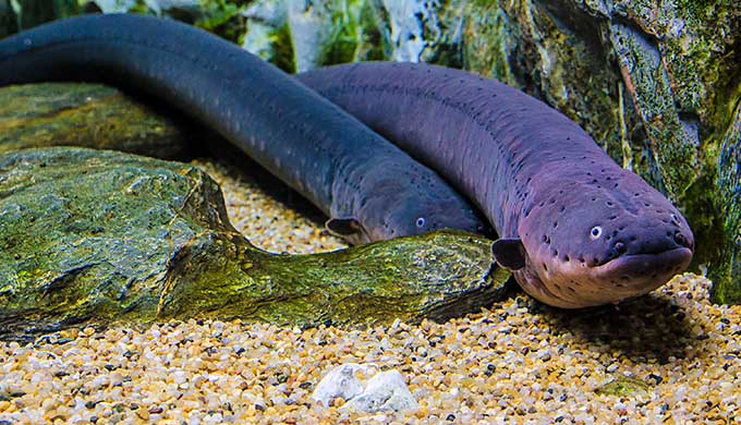 Facts About Eels