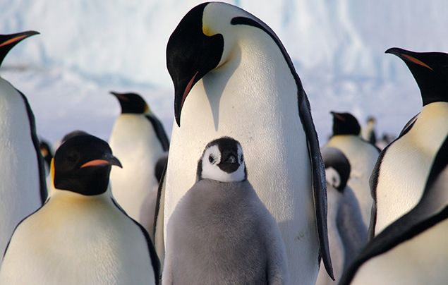 Facts About Emperor Penguins 
