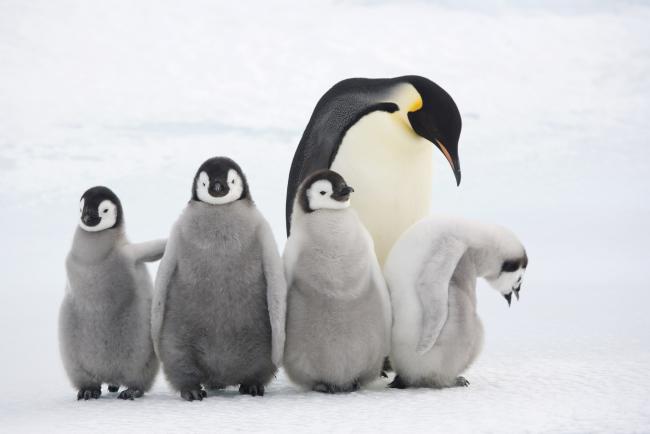 Facts About Emperor Penguins