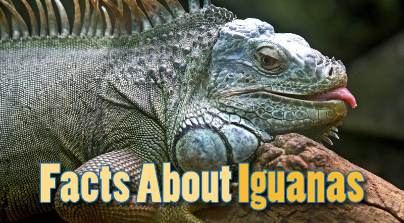 Facts About Iguanas