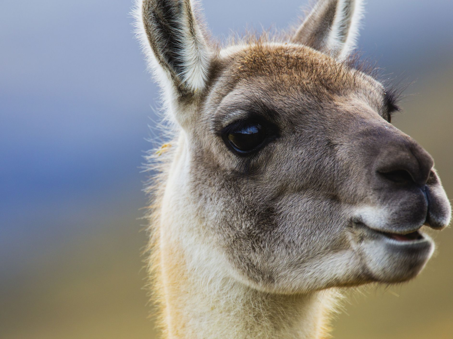 Facts About Llamas