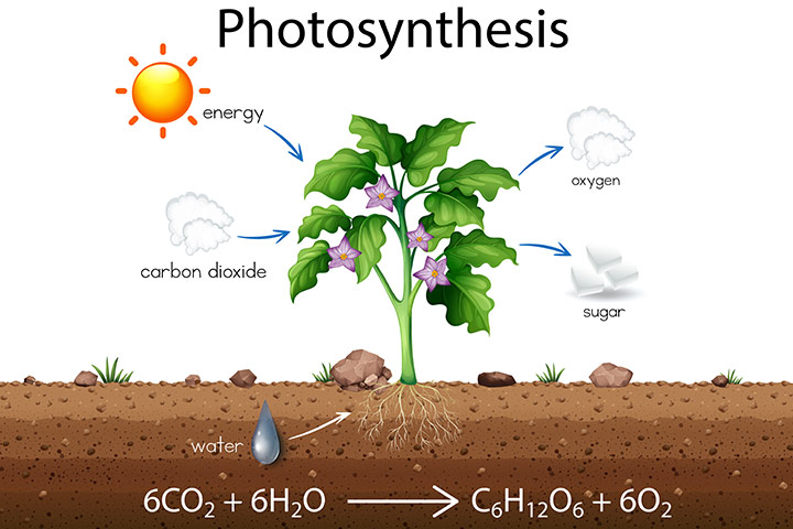 Facts About Photosynthesis