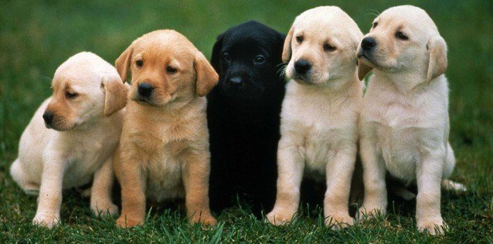 Facts About Puppies