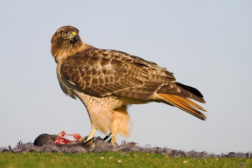 Facts About Red-Tailed Hawks