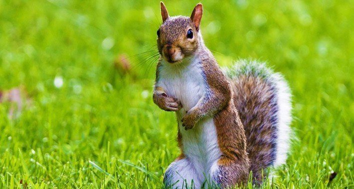 Facts About Squirrels