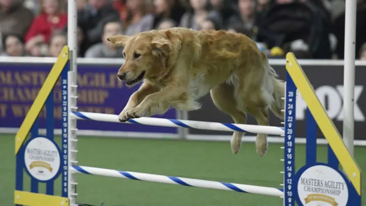Facts About Westminster Dog Show