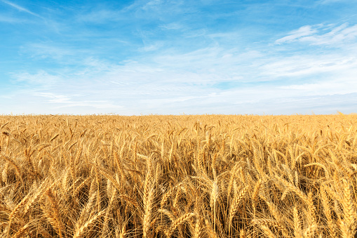 Facts About Wheat