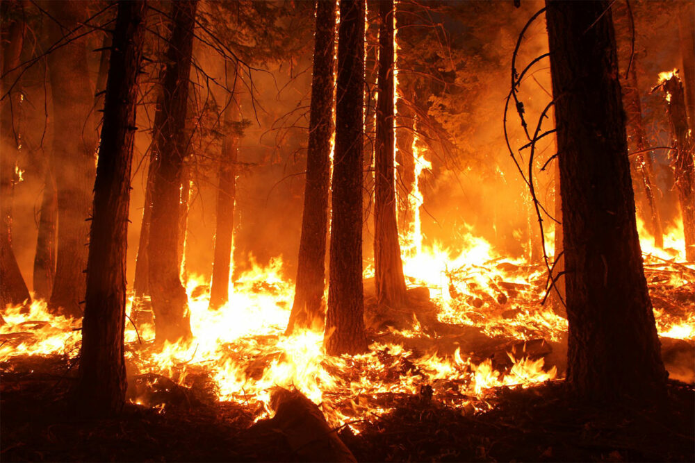 Facts About Wildfires