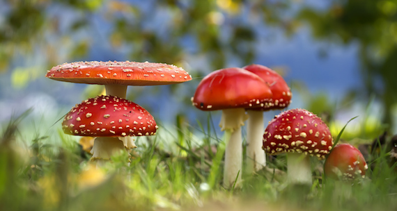 Facts about Fungi