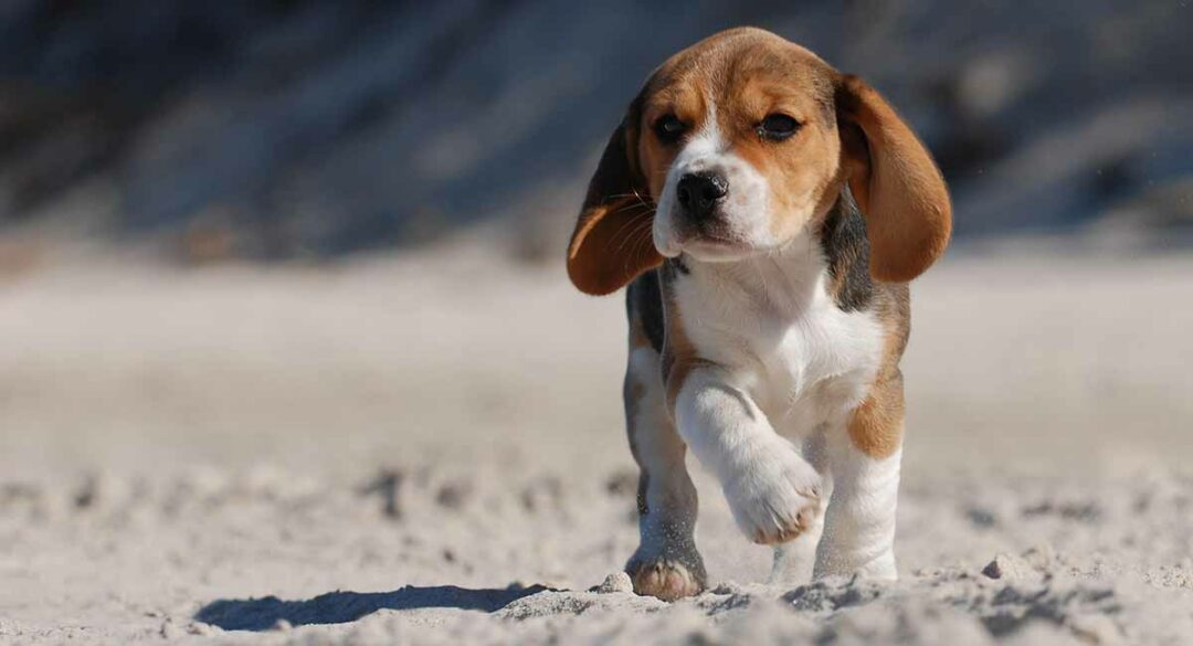 facts about beagles