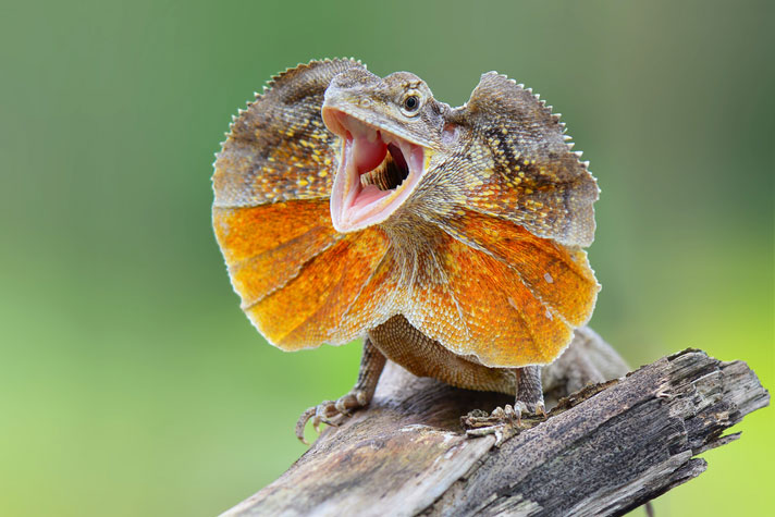 Frilled Lizard Facts