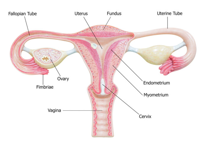 Human Reproduction Facts