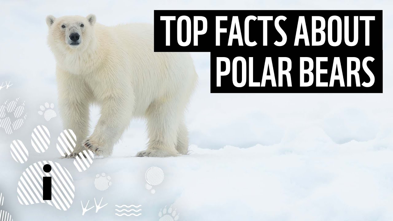 POLAR BEAR FACTS