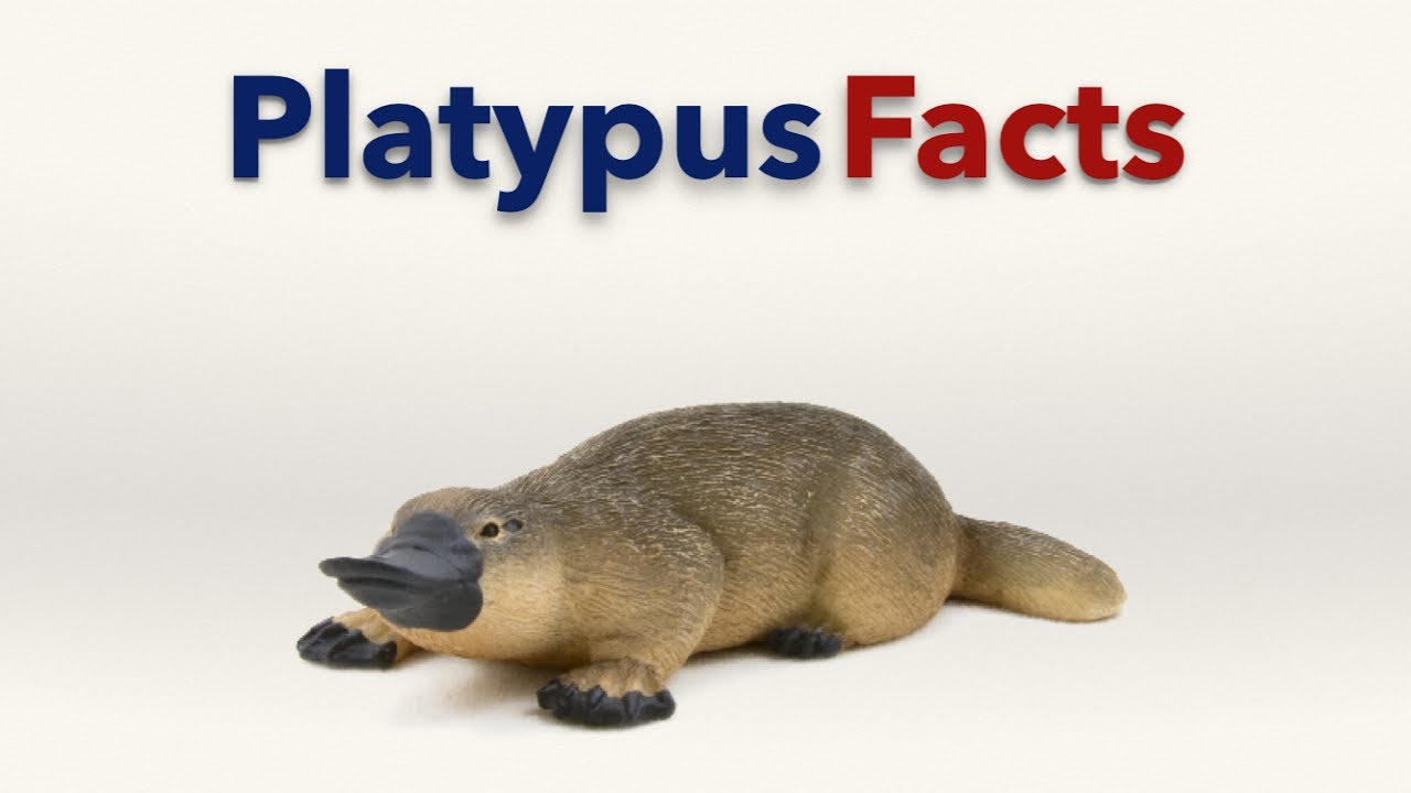 Platypus Facts | Inspired By Phineas And Ferb