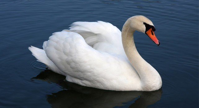 Swan Facts