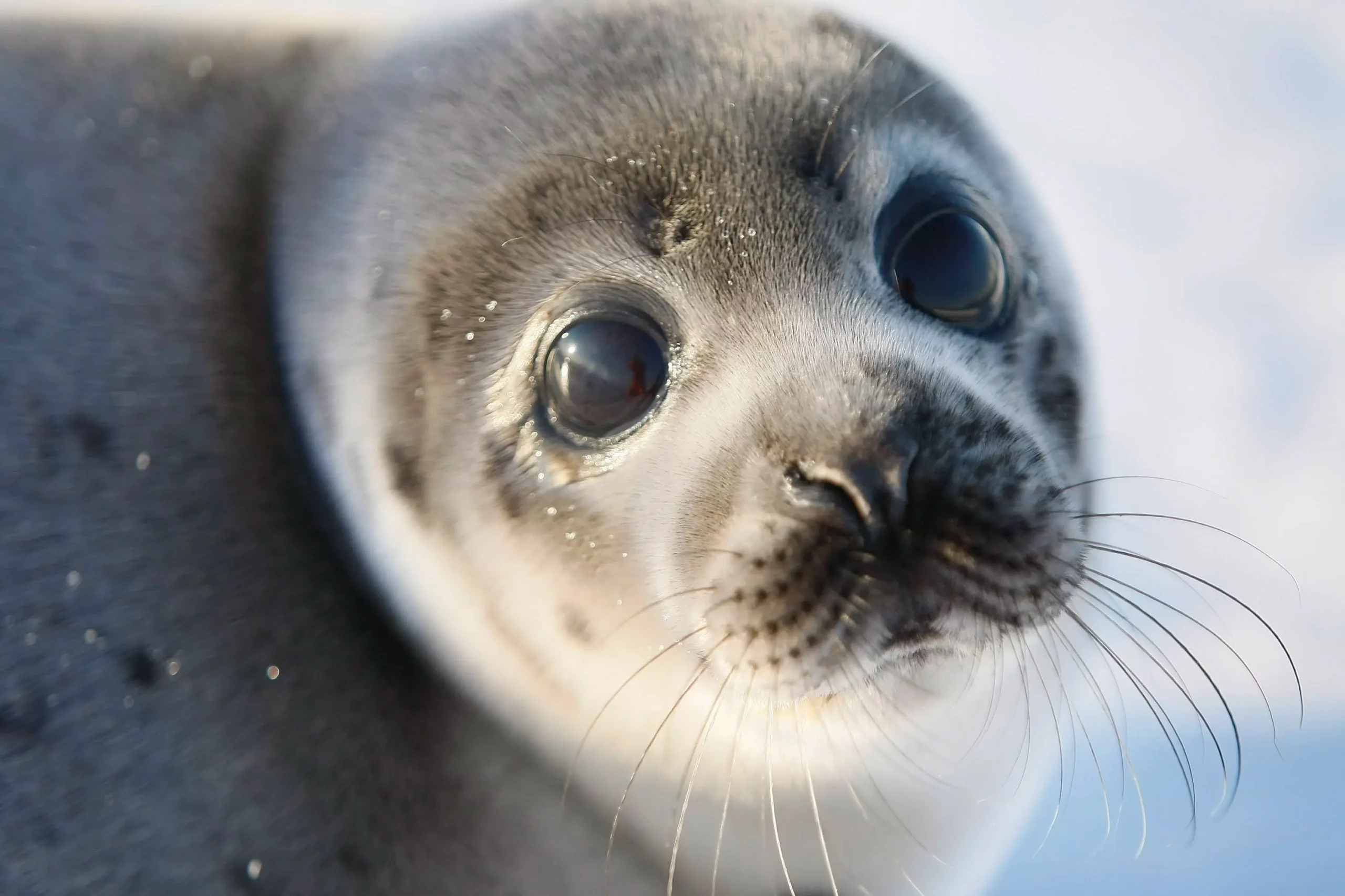 Facts About Seals