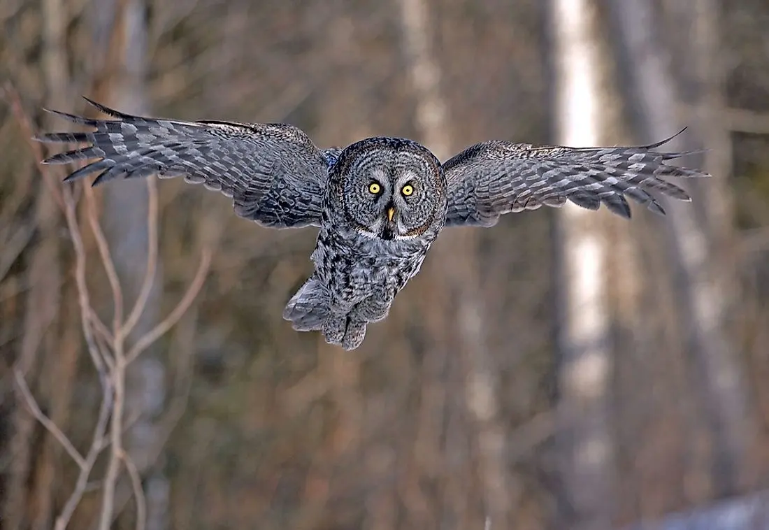 Facts About Largest Owls In The World