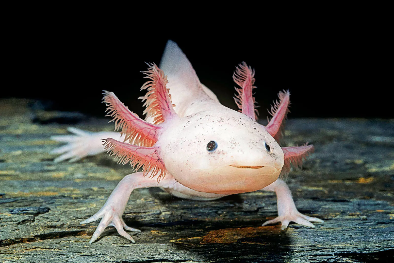 Axolotl Facts