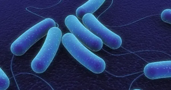 Facts About Archaebacteria