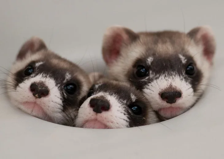Facts About Ferrets