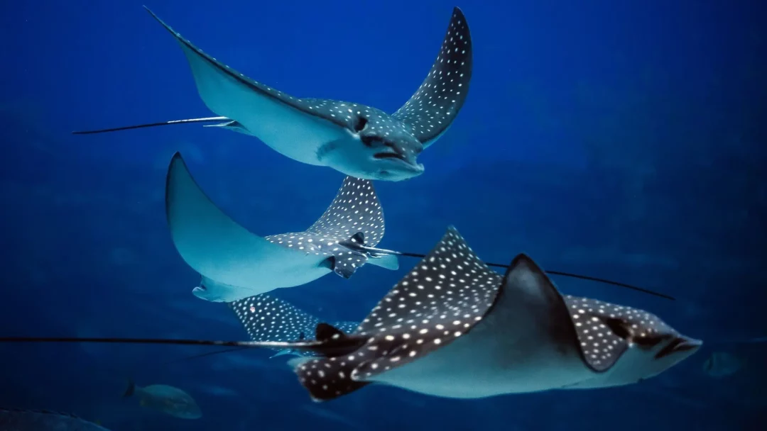 15 Stunning Facts About Stingrays!!