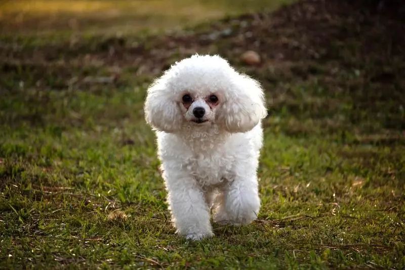 Facts About Poodles
