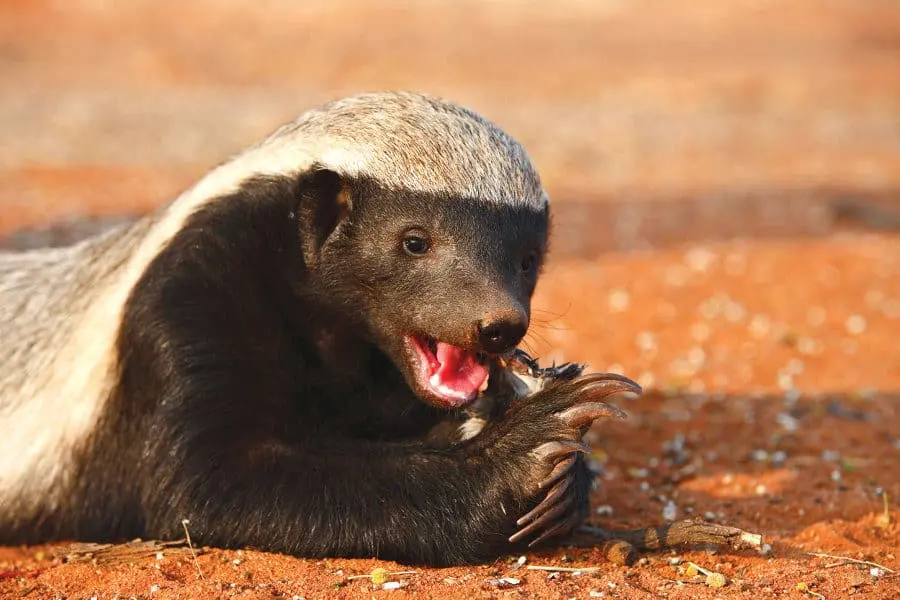 acts About Honey Badger