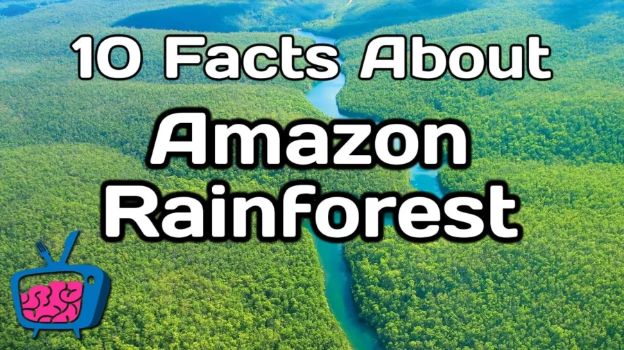 10 Interesting Facts About Amazon Rainforest! - Best Facts About