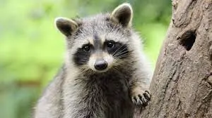 10 Amazing Facts About Racoons