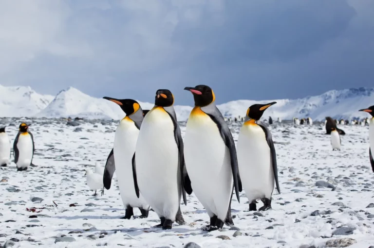 Facts About The King Penguin