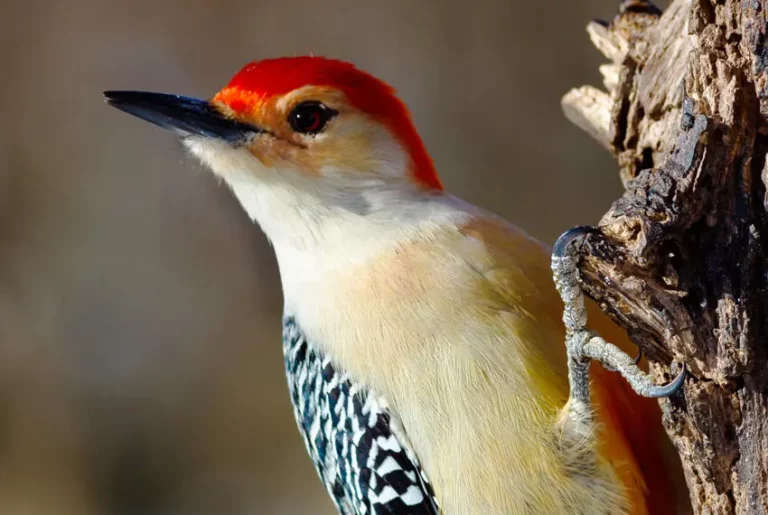 Facts About Woodpeckers