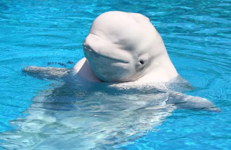 Facts About Beluga Whales