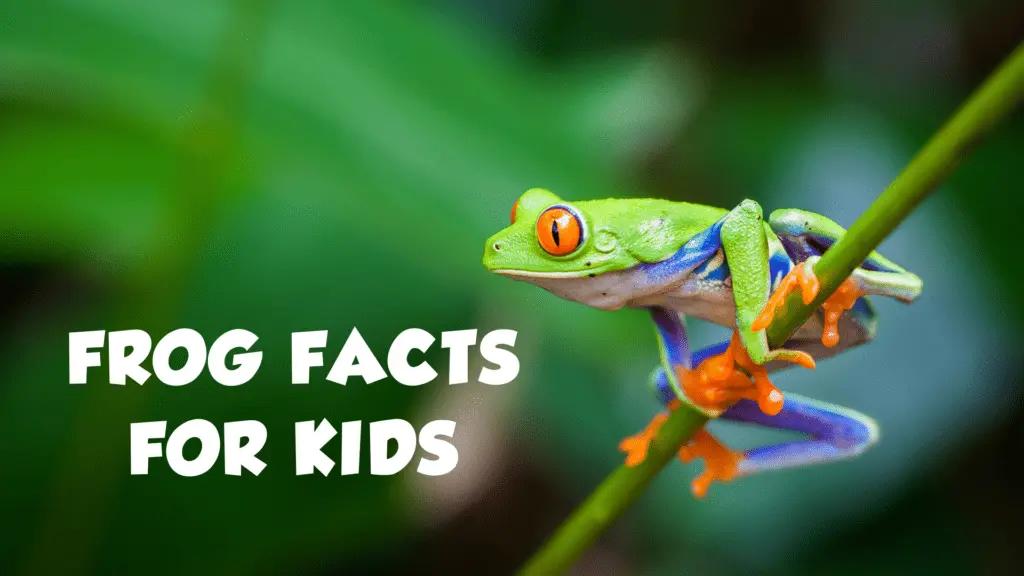 15 Interesting Frog Facts for Kids - Best Facts About