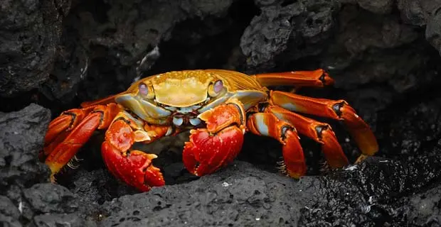 11 Fascinating Facts About Crabs