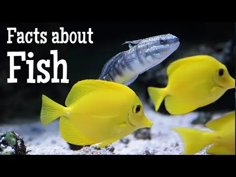 Interesting Facts About Fish