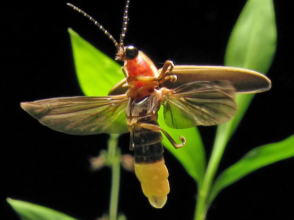 10 Interesting Facts About Fireflies - Best Facts About