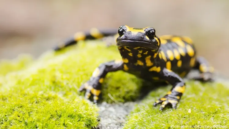 Facts about Salamanders